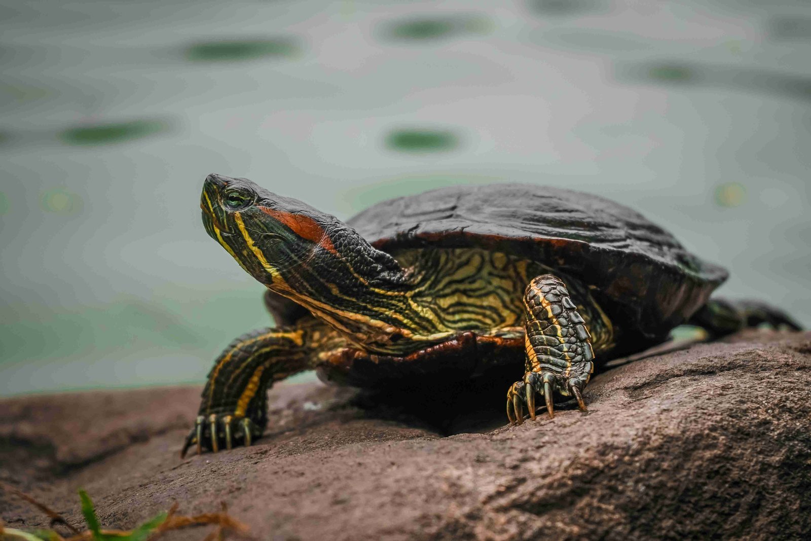 Animal de companhia