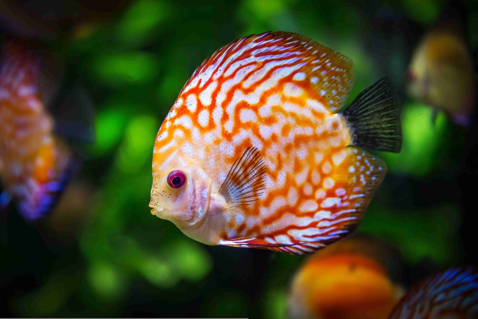 Animal de companhia