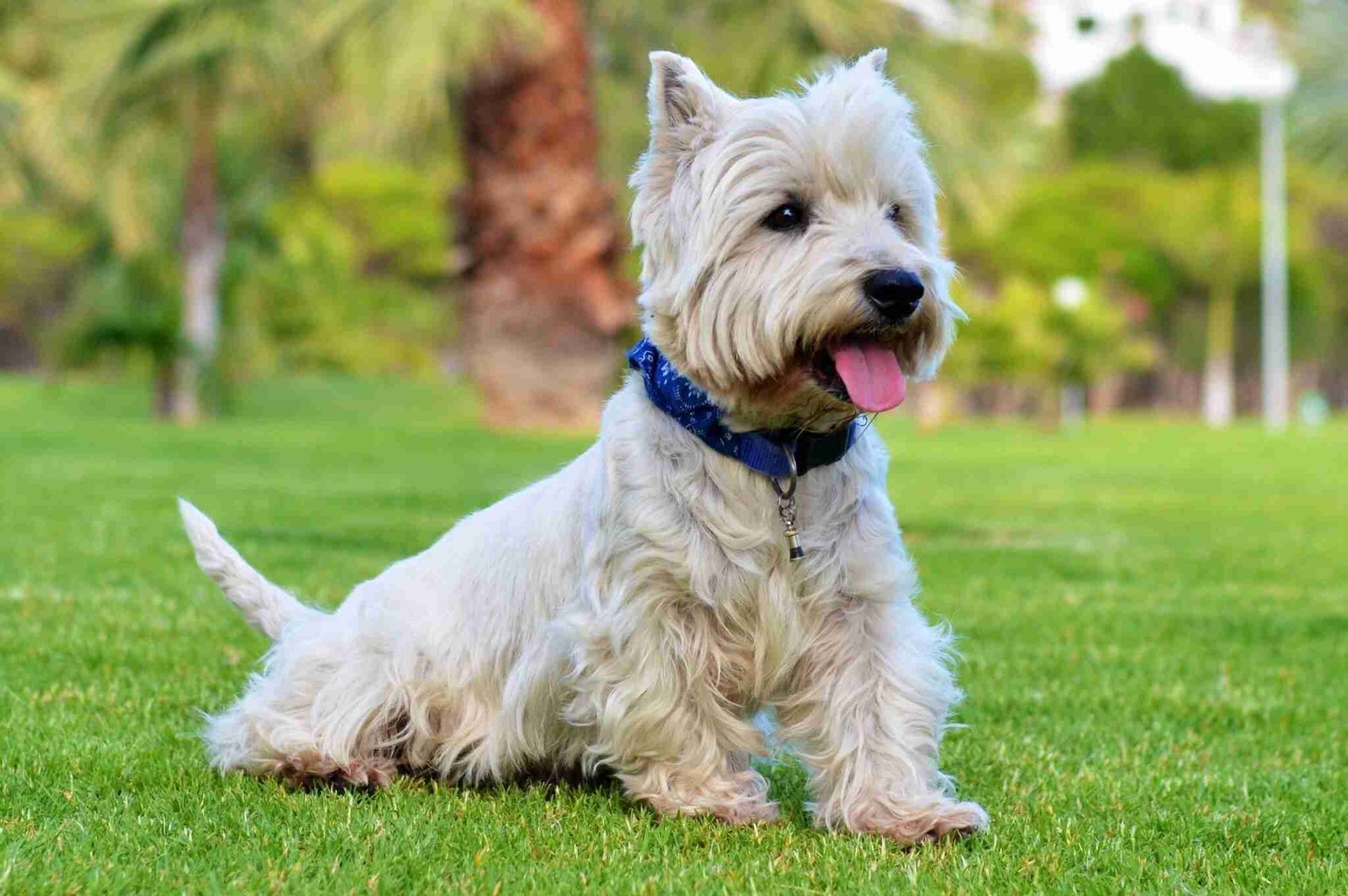 Animal de companhia