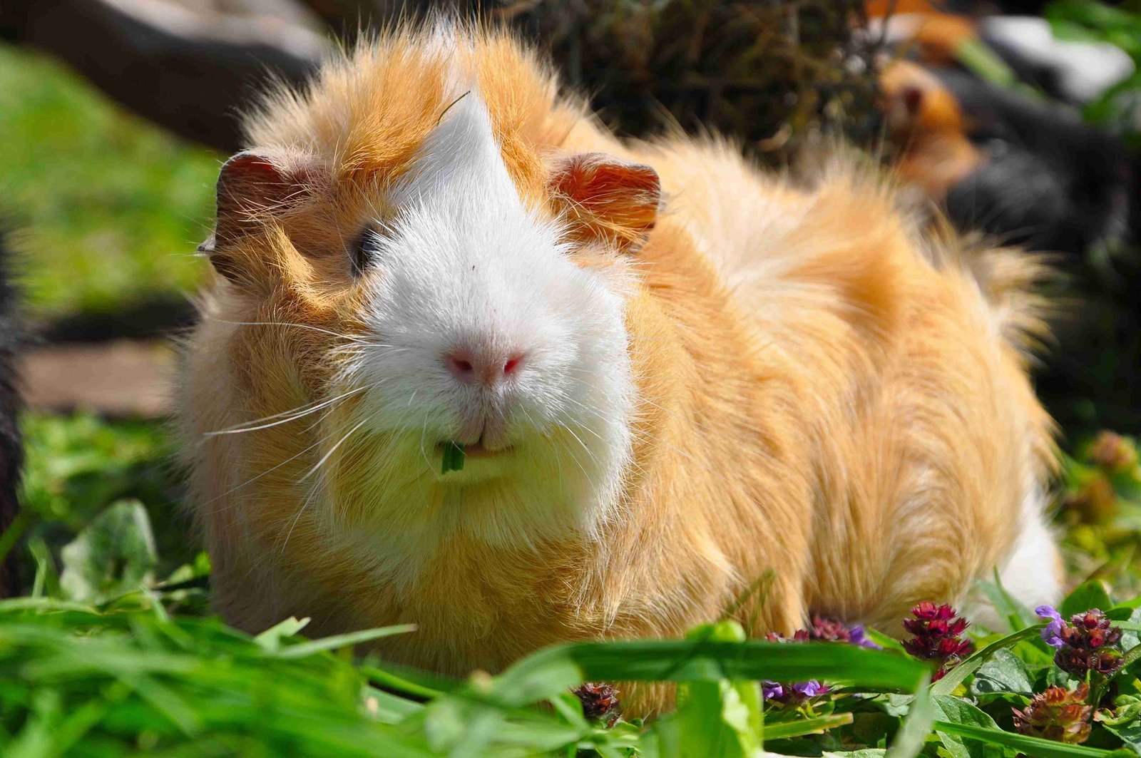 Animal de companhia