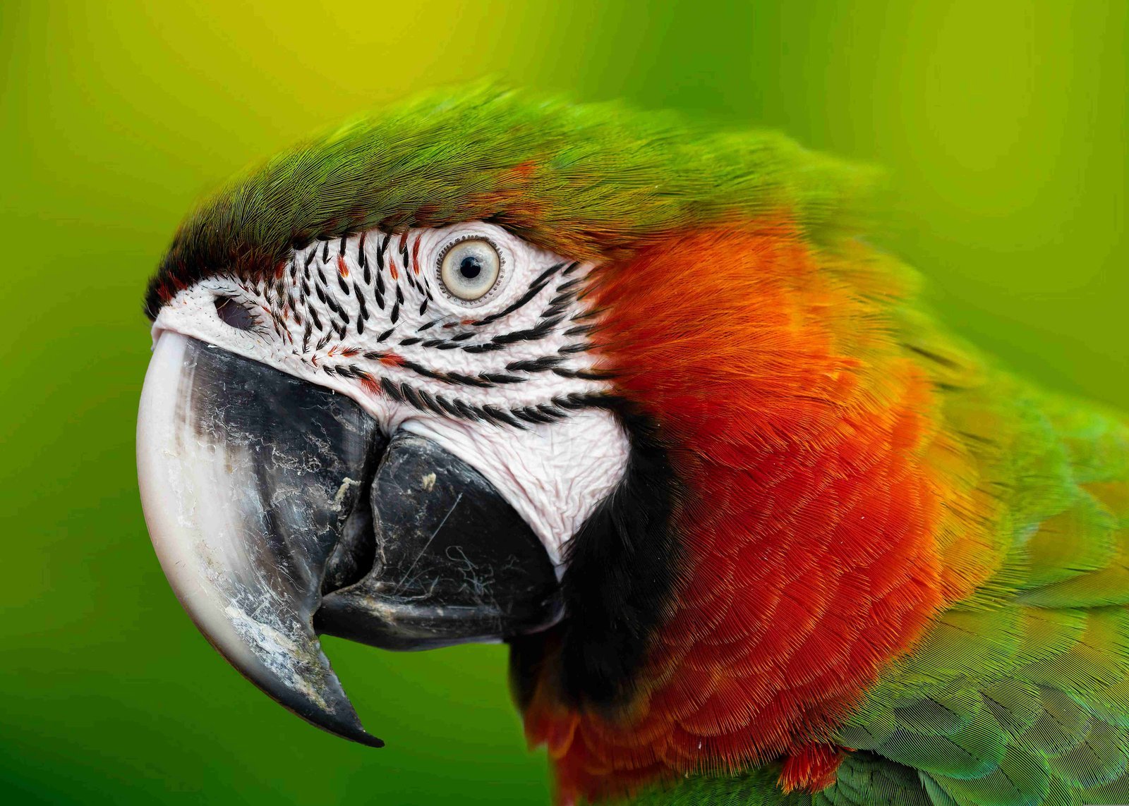 Animal de companhia