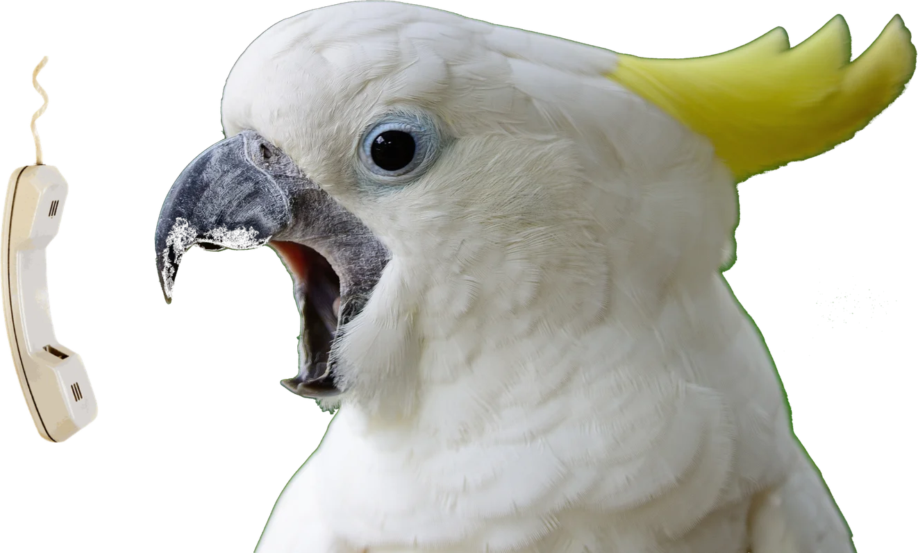 Cacatua chamando