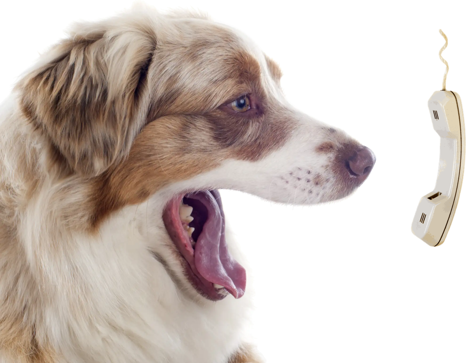 Cão chamando