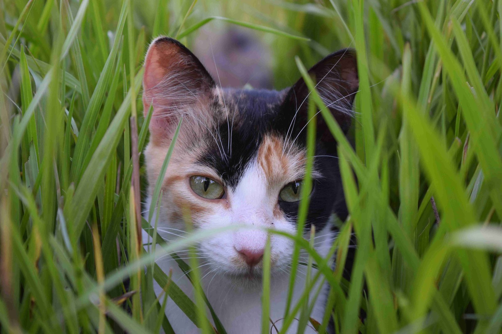 Animal de companhia