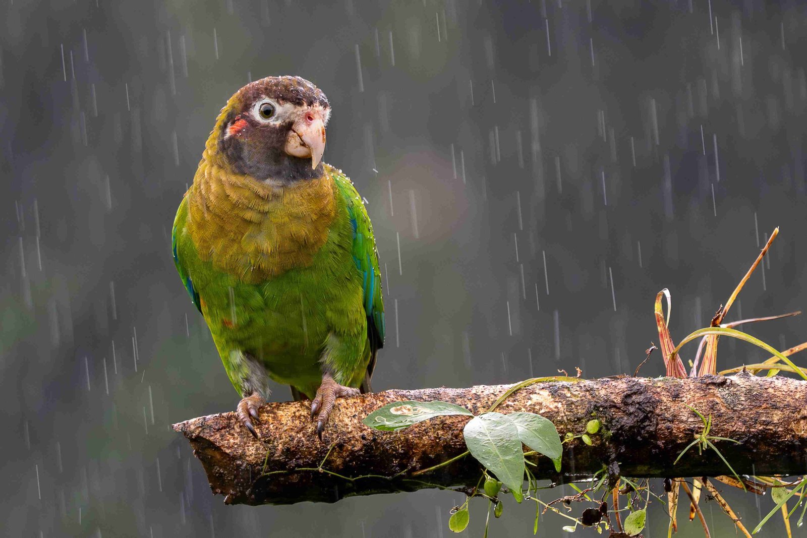 Papagaio sob a chuva